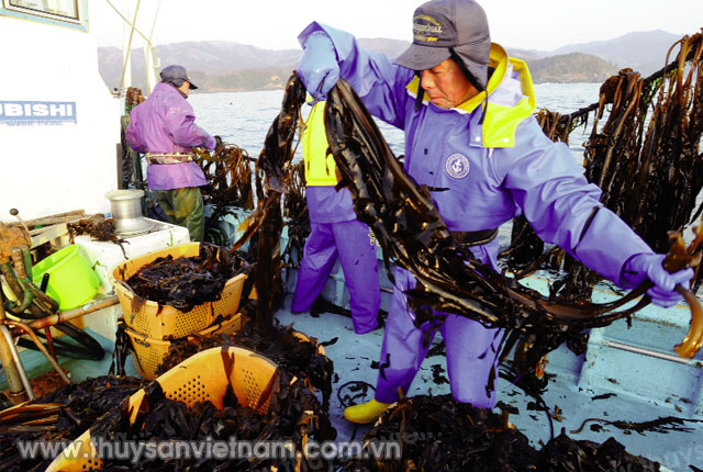 Thu hoạch tảo tại Nhật Bản  Ảnh: kopkun